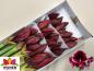 Preview: Amaryllis (ga) DAPHNE